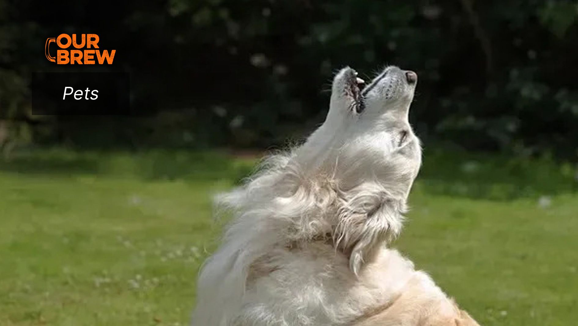 Why Dogs Howl