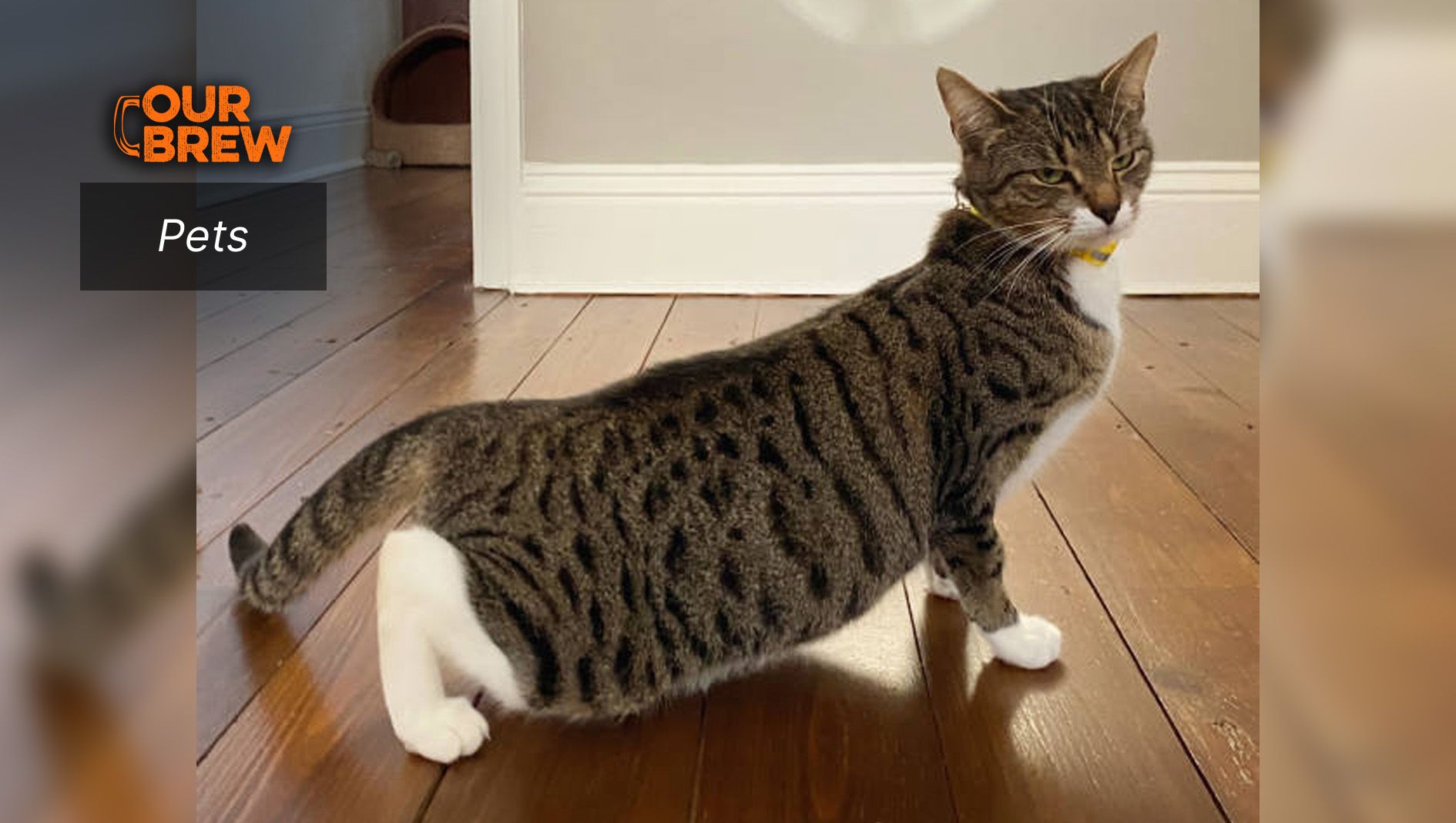 How to Know If Your Cat is in Heat