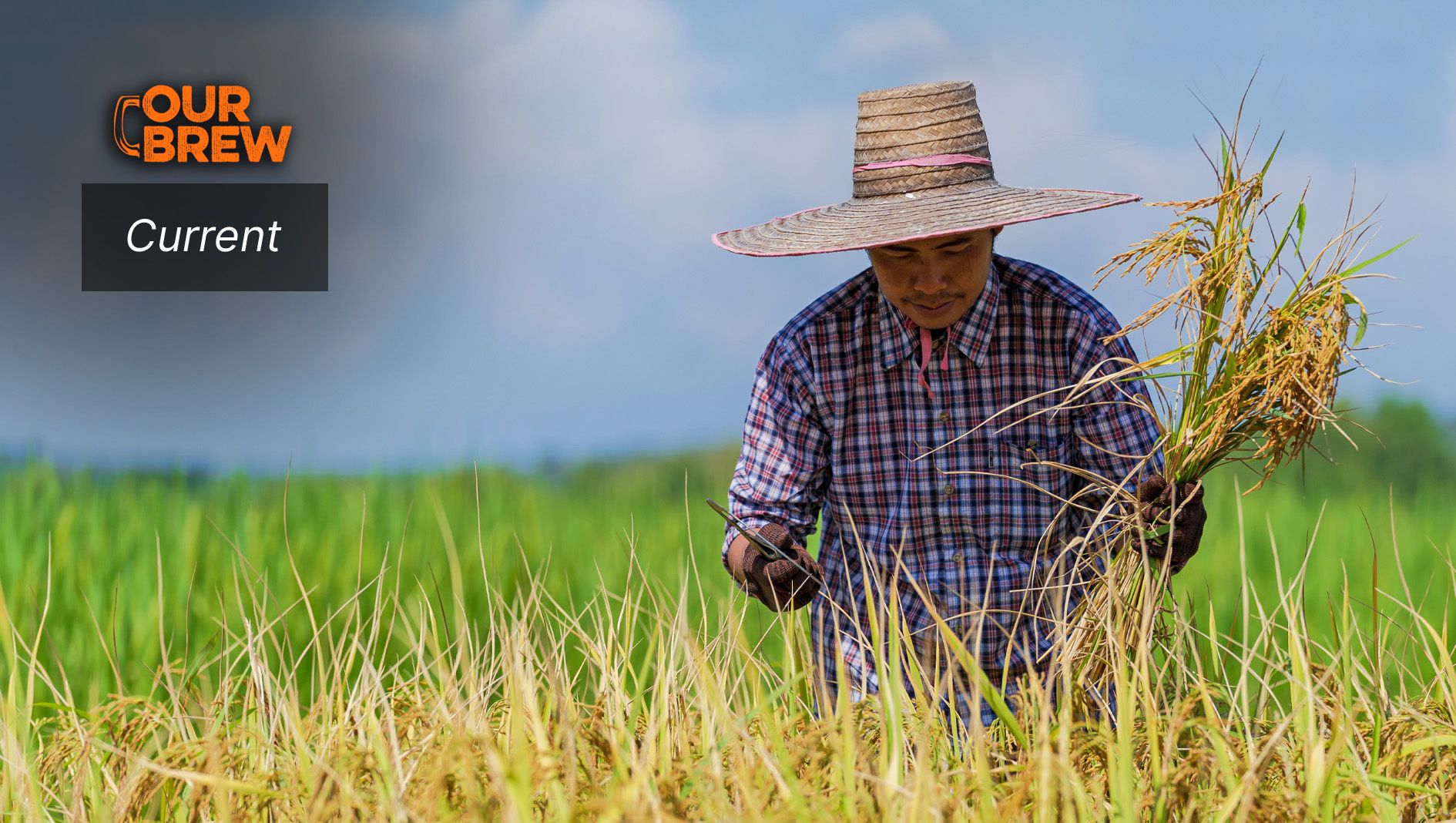 Filipino Farmers’ Profits Disappear, and Hunger Looms