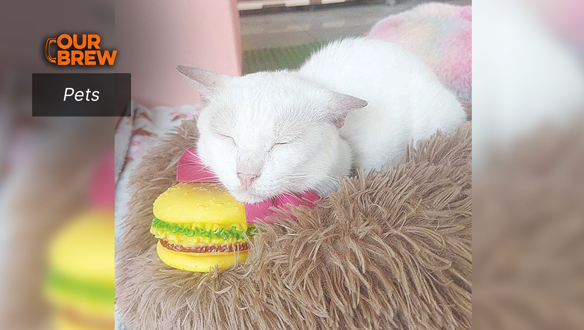 Essential Items for Your New Cat