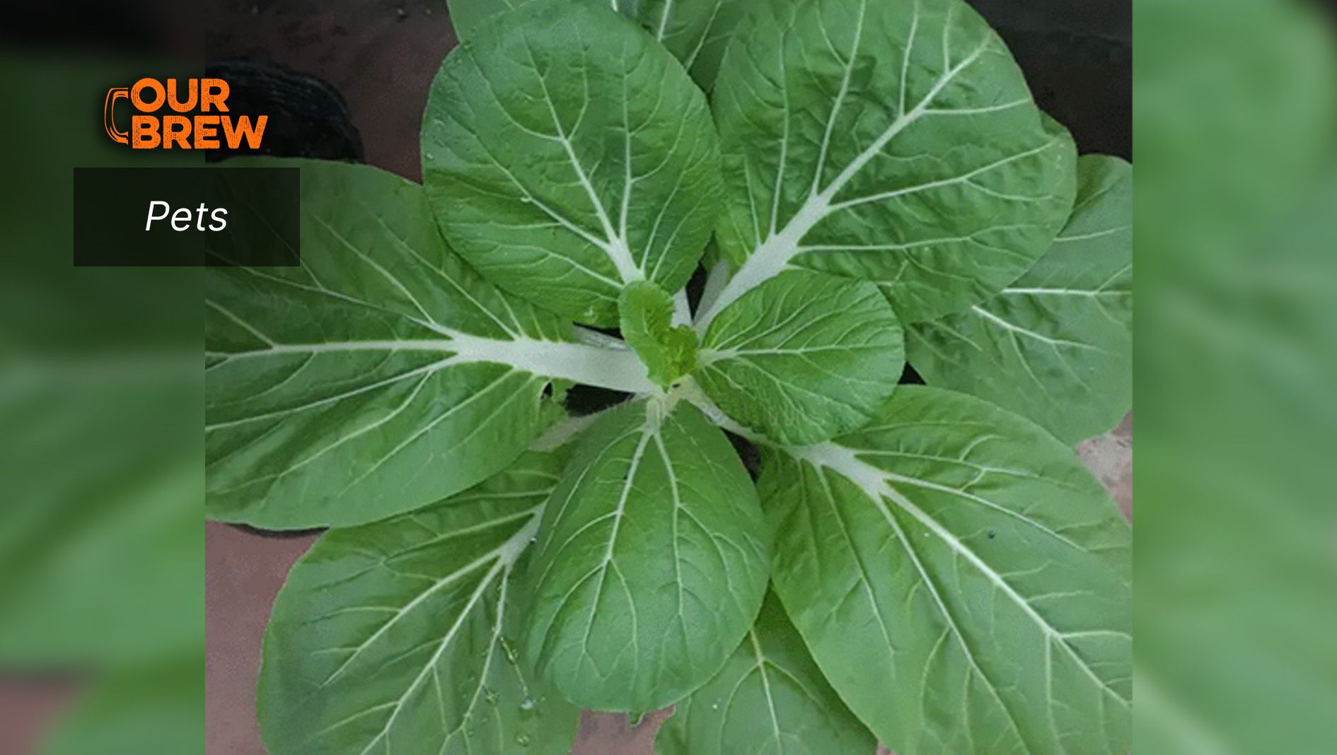 Can Dogs Eat Pechay? What You Need to Know