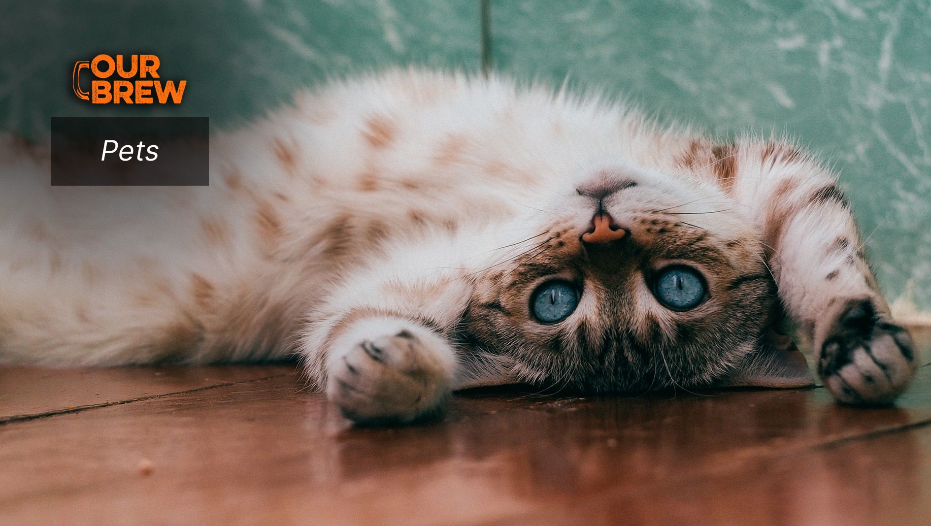 Cats First Finagled their Way into Human Hearts and Homes Thousands of Years Ago – Here’s How