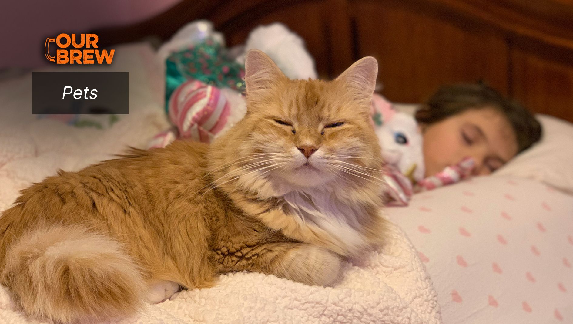 Should I Worry About Sharing A Bed With My Pet?