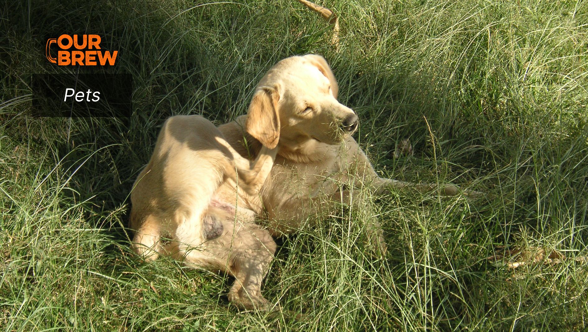 On Dog Scratching
