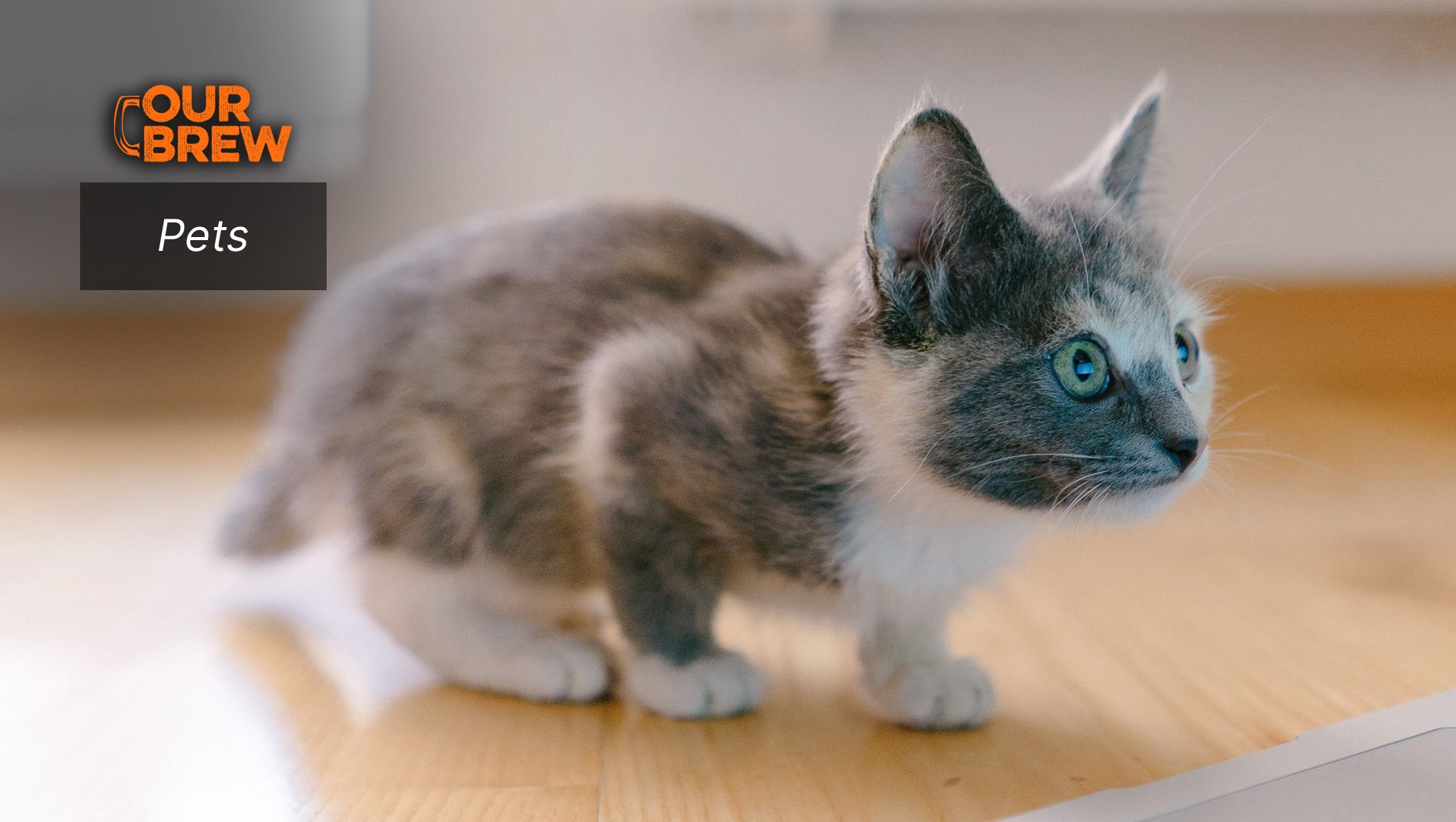 Why Does Your Cat Get the Zoomies?