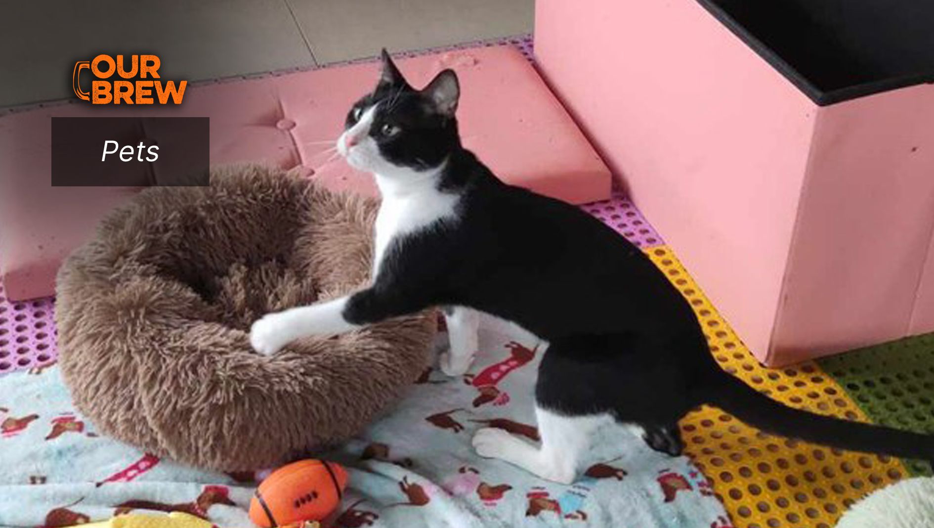 Why Do Cats Knock Things Over?