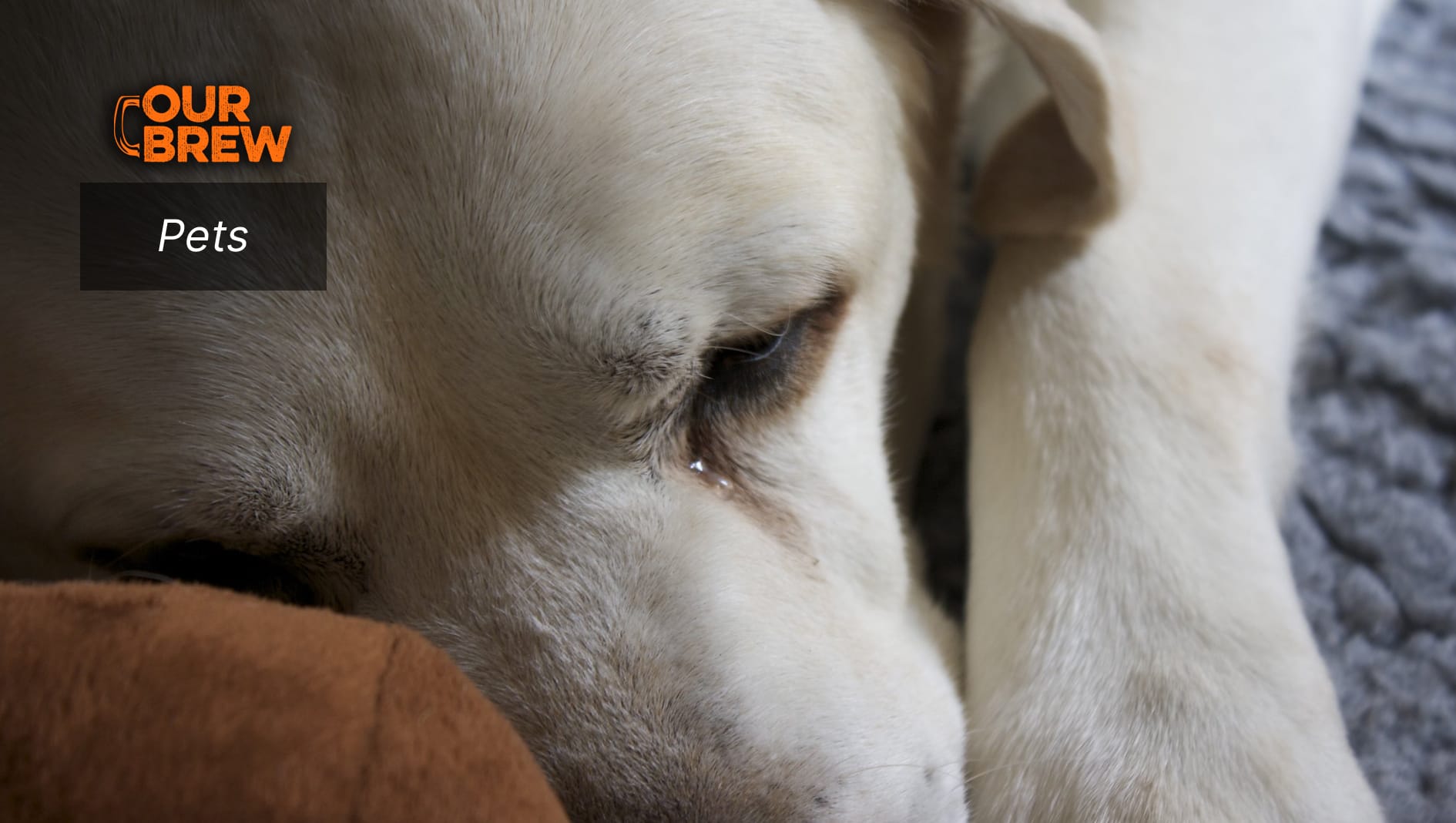 Dogs in Mourning: Helping Your Pet Cope