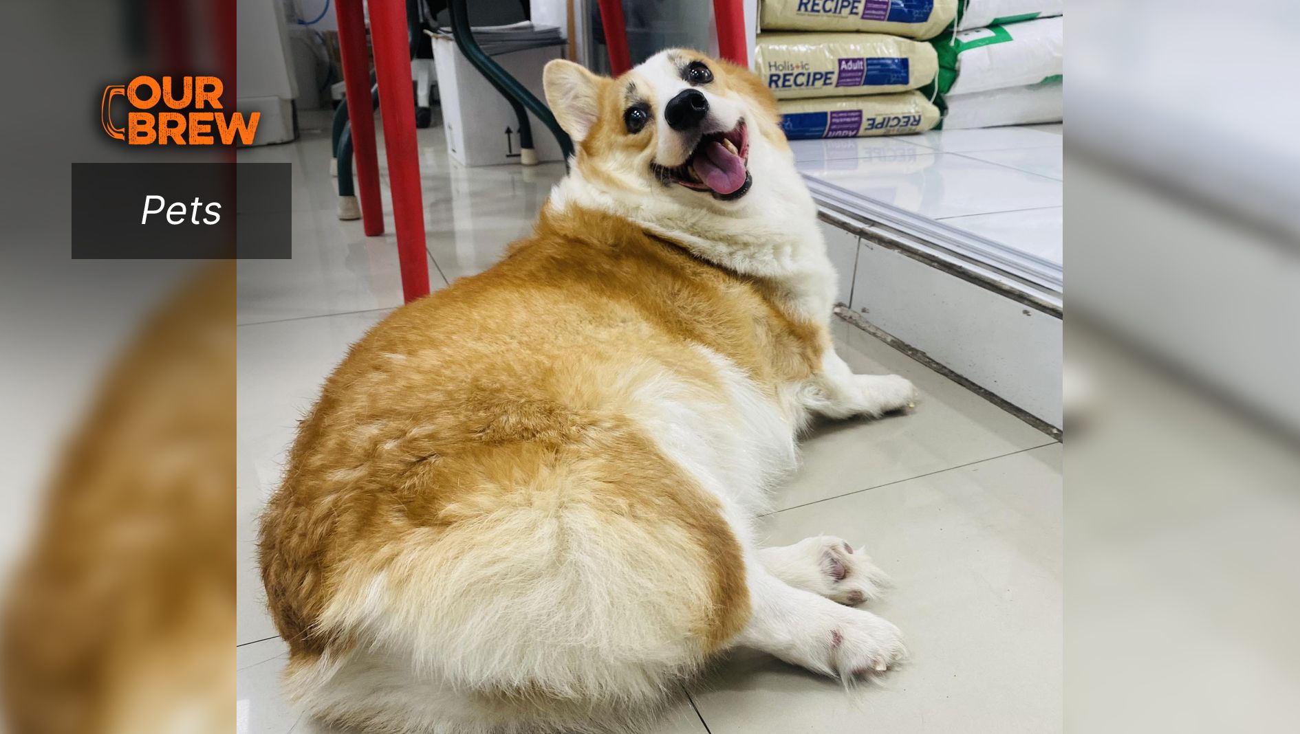 The Swimmer Puppy Syndrome