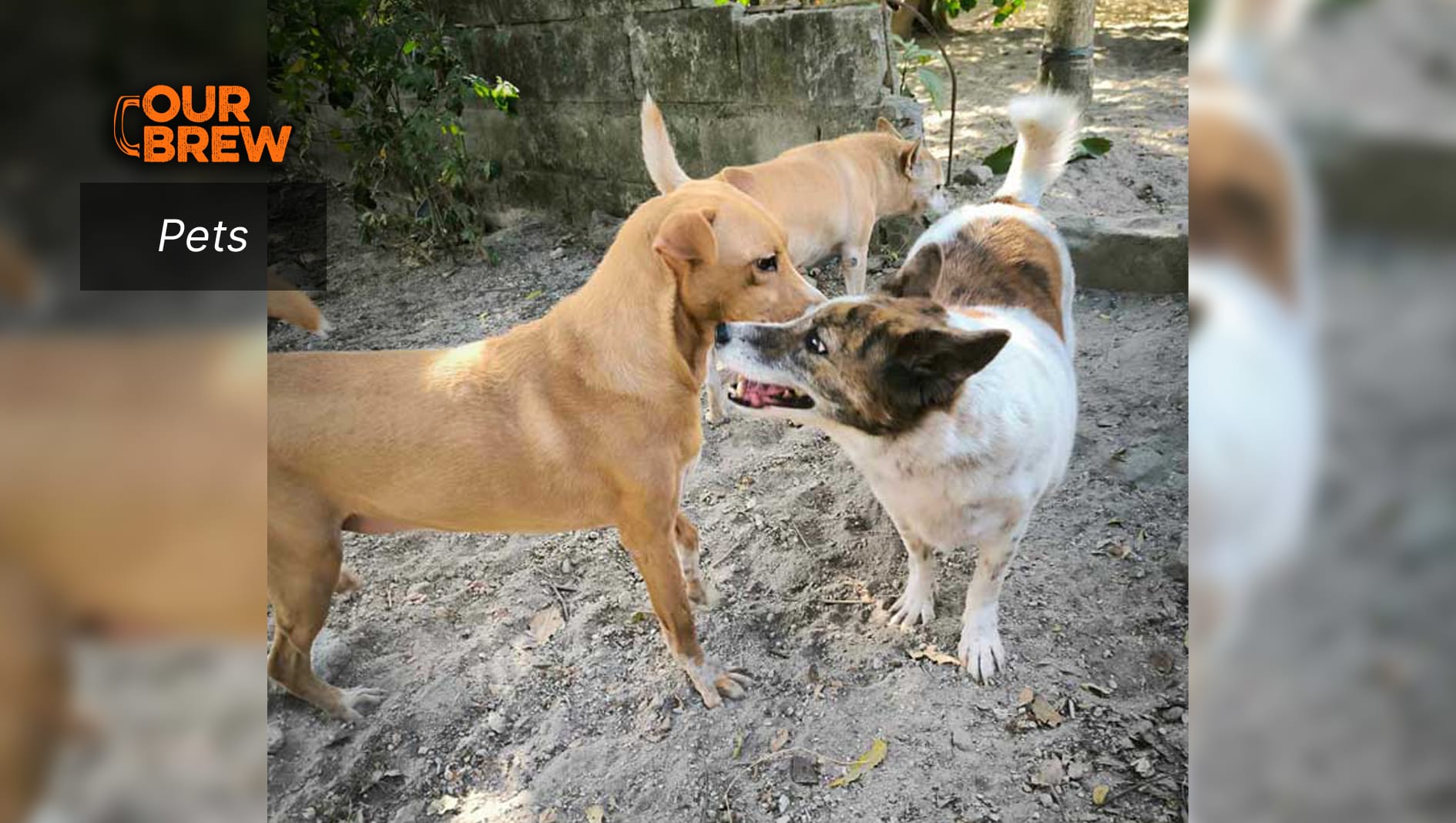Dog Diarrhea Management
