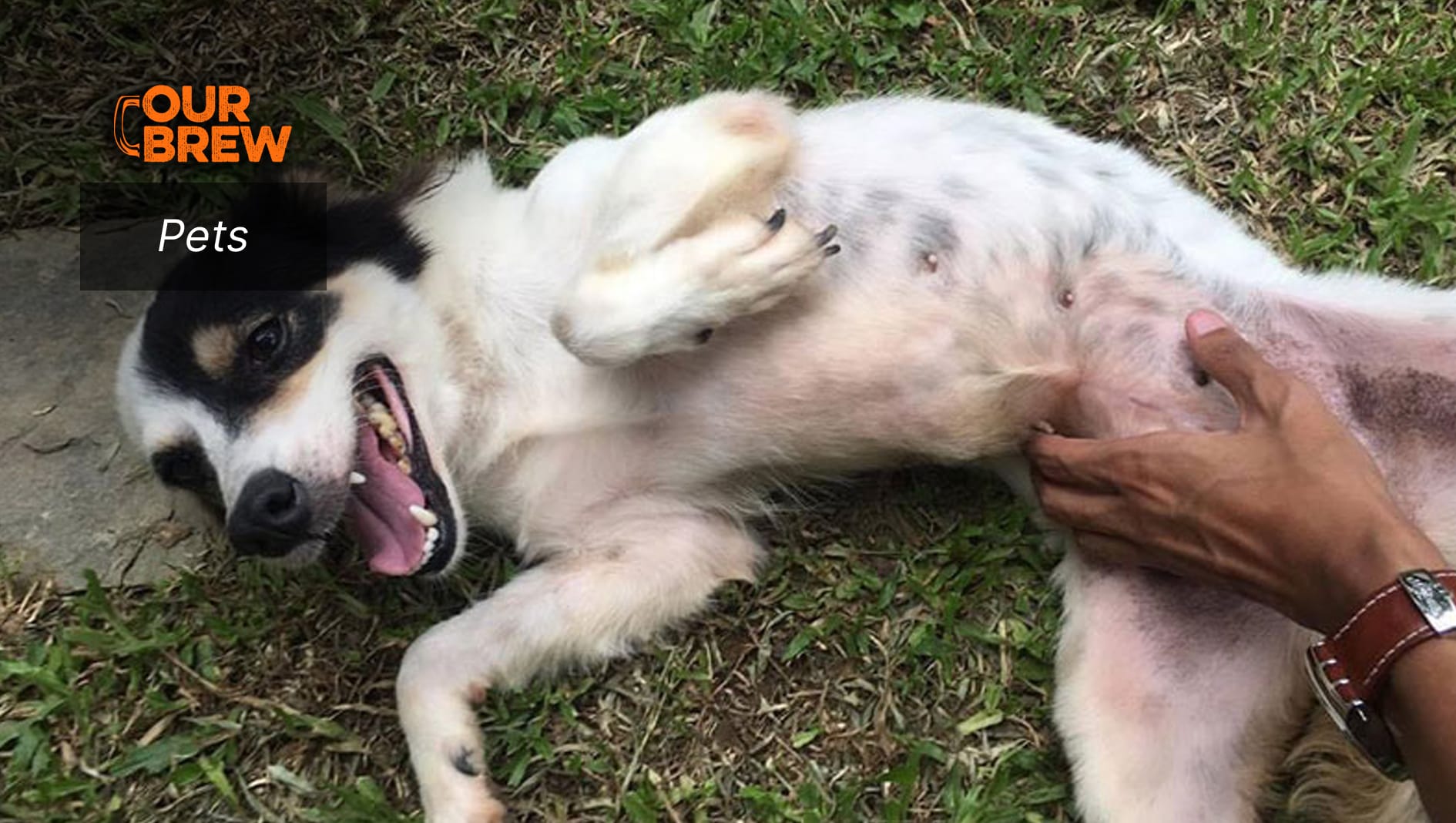 Why Dogs Roll on Their Backs