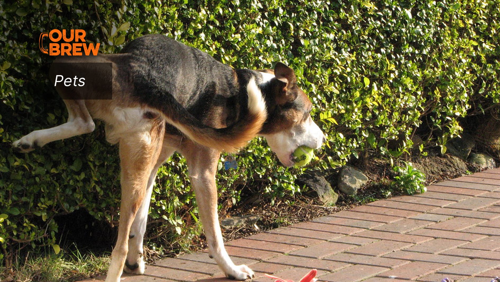 Caring for Your Dog’s Kidneys: A Comprehensive Guide