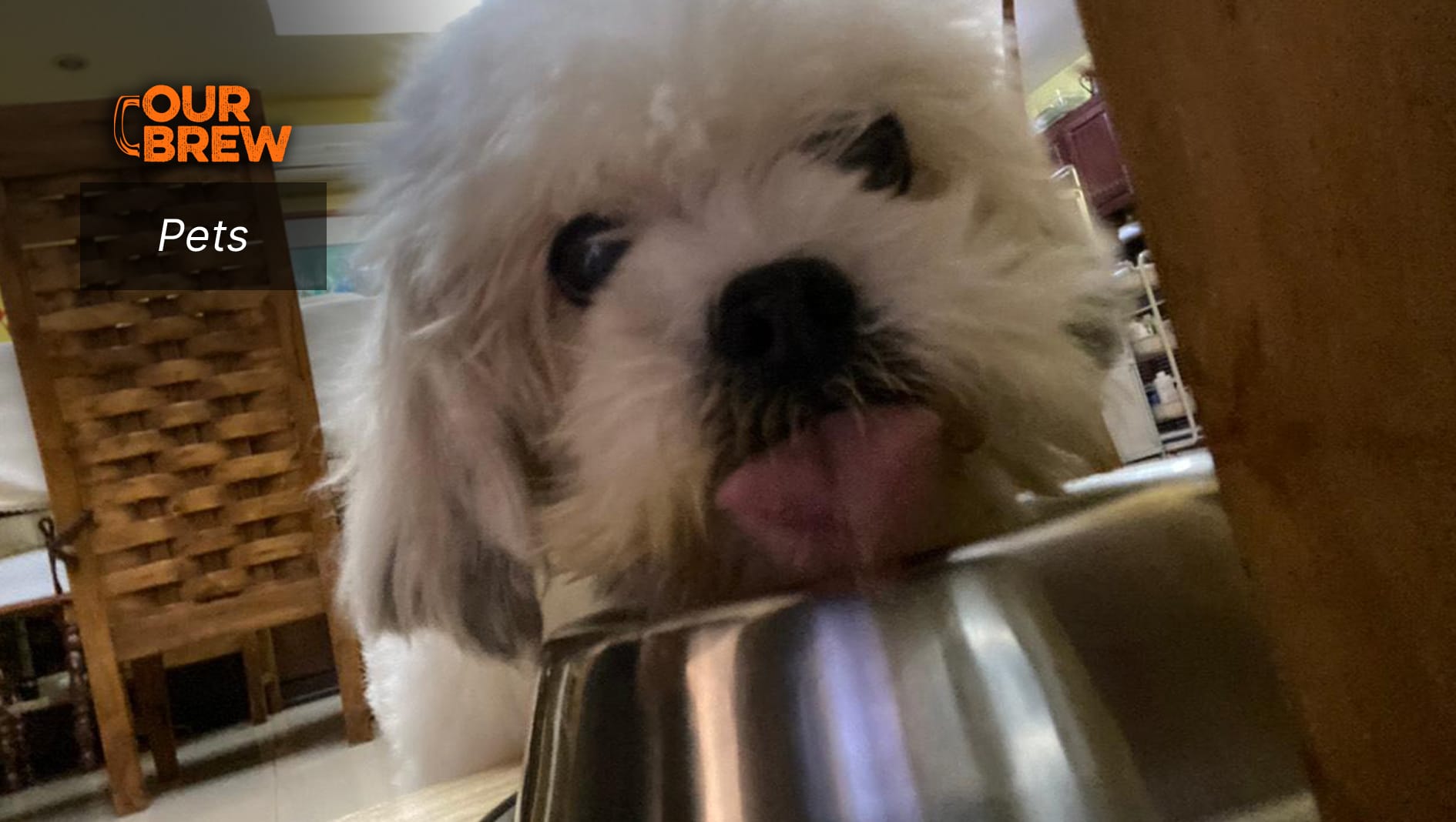 Can Dogs Eat Cat Food?(Understanding the risks and benefits)