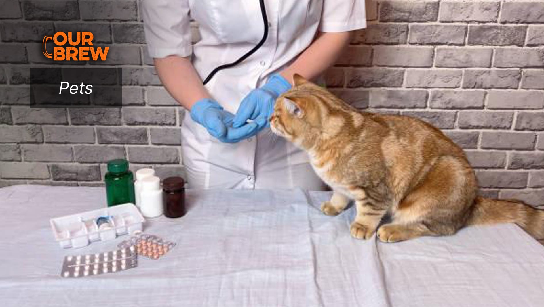 Understanding Gastrointestinal Parasites in Cats