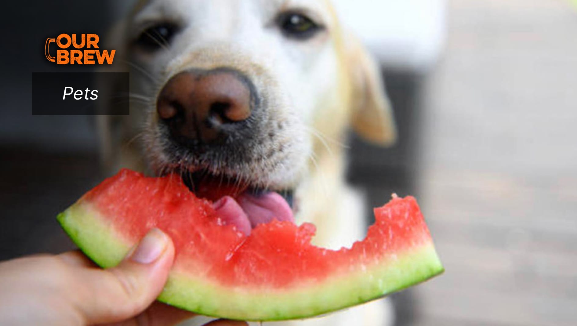 Watermelon: a Hydrating Summer Treat for Dogs