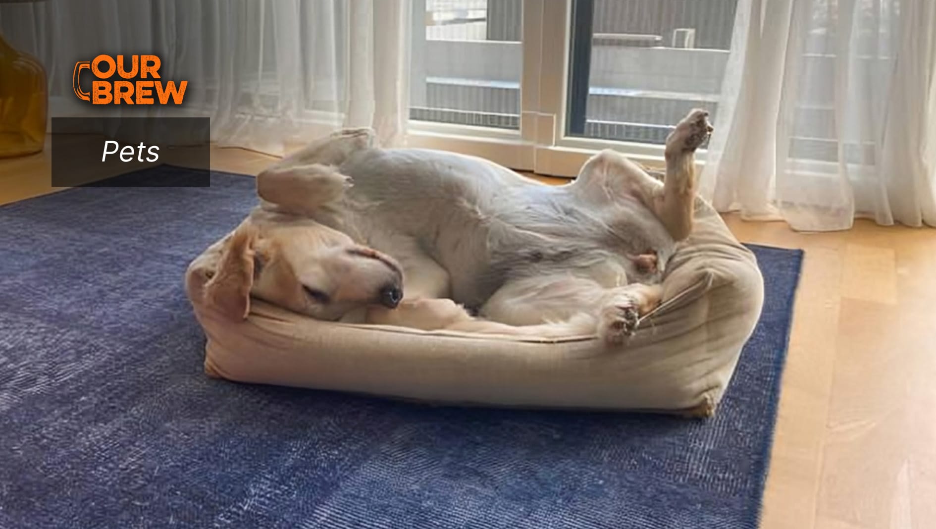 Dog Sleeping Positions