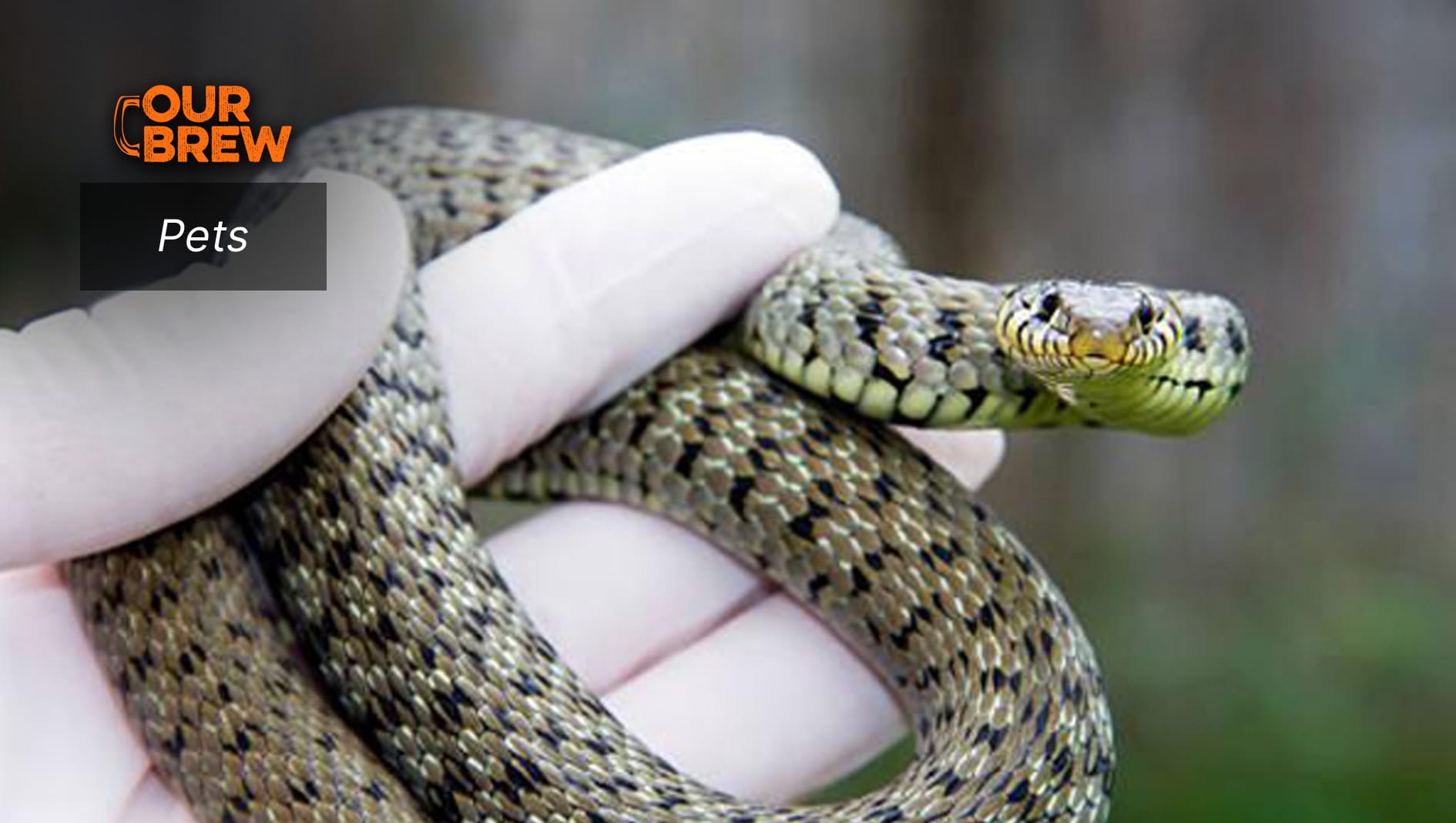 Snake Bites on Pets: Recognizing, Responding and Recovering