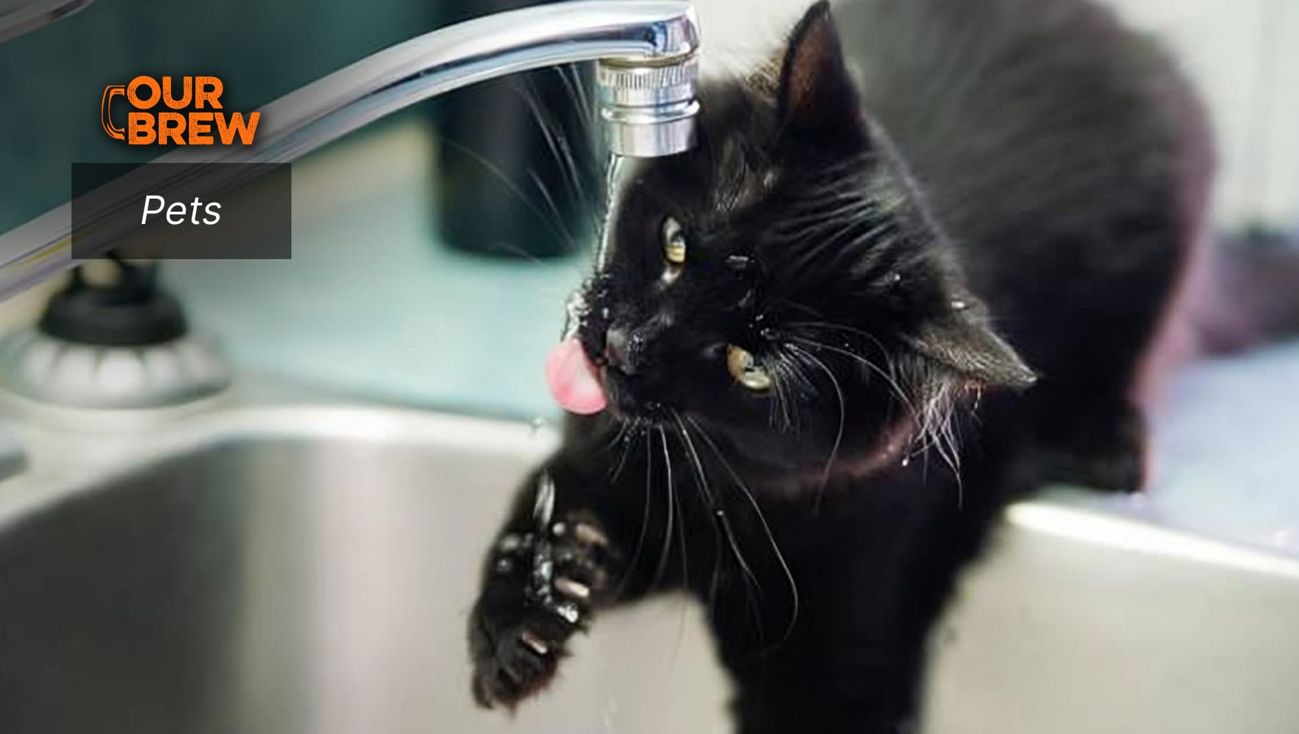 Cats’ Weird Drinking Habits