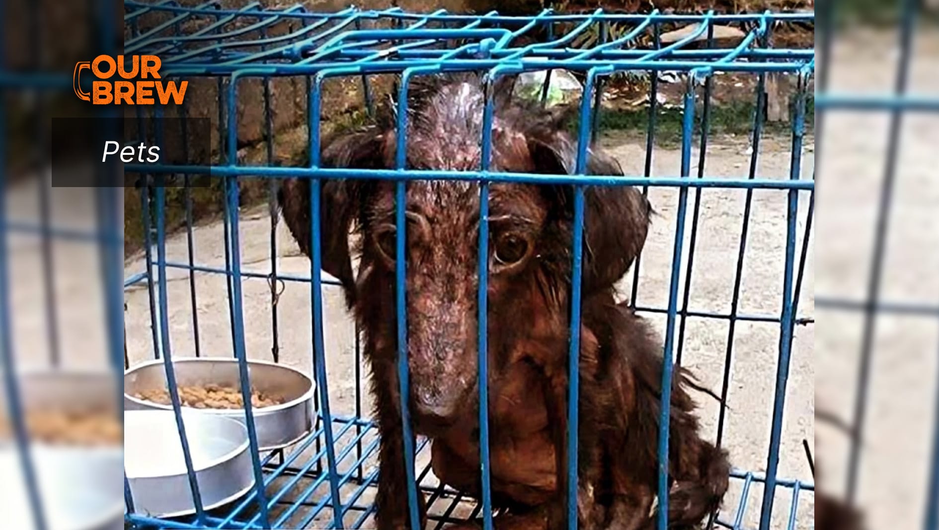 Missy Sunshine: From Abandoned Dog to Ring Bearer