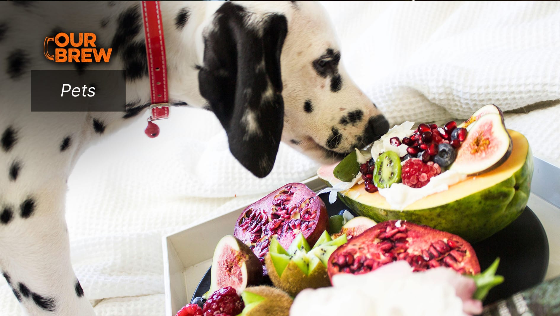Can Dogs Eat Fruits?