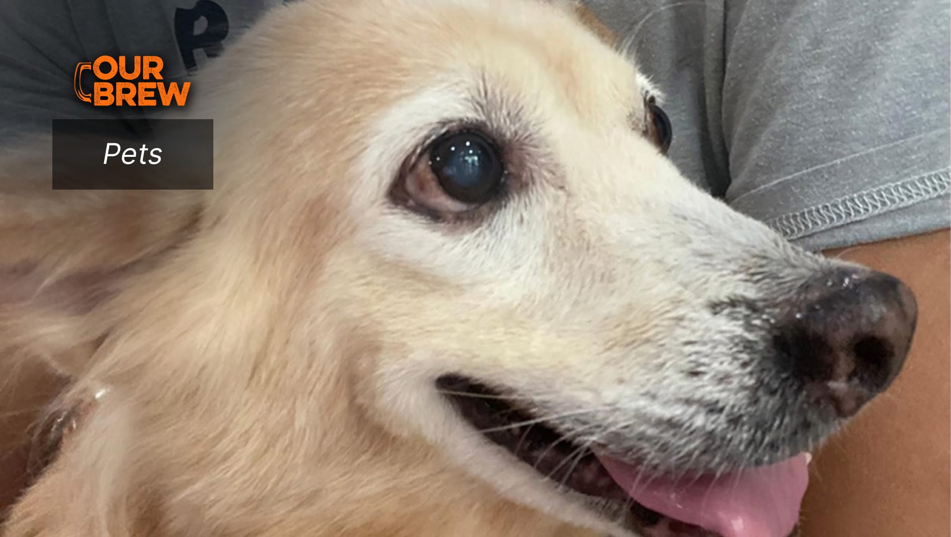 How Nutrition Affects 7 Common Canine Health Issues