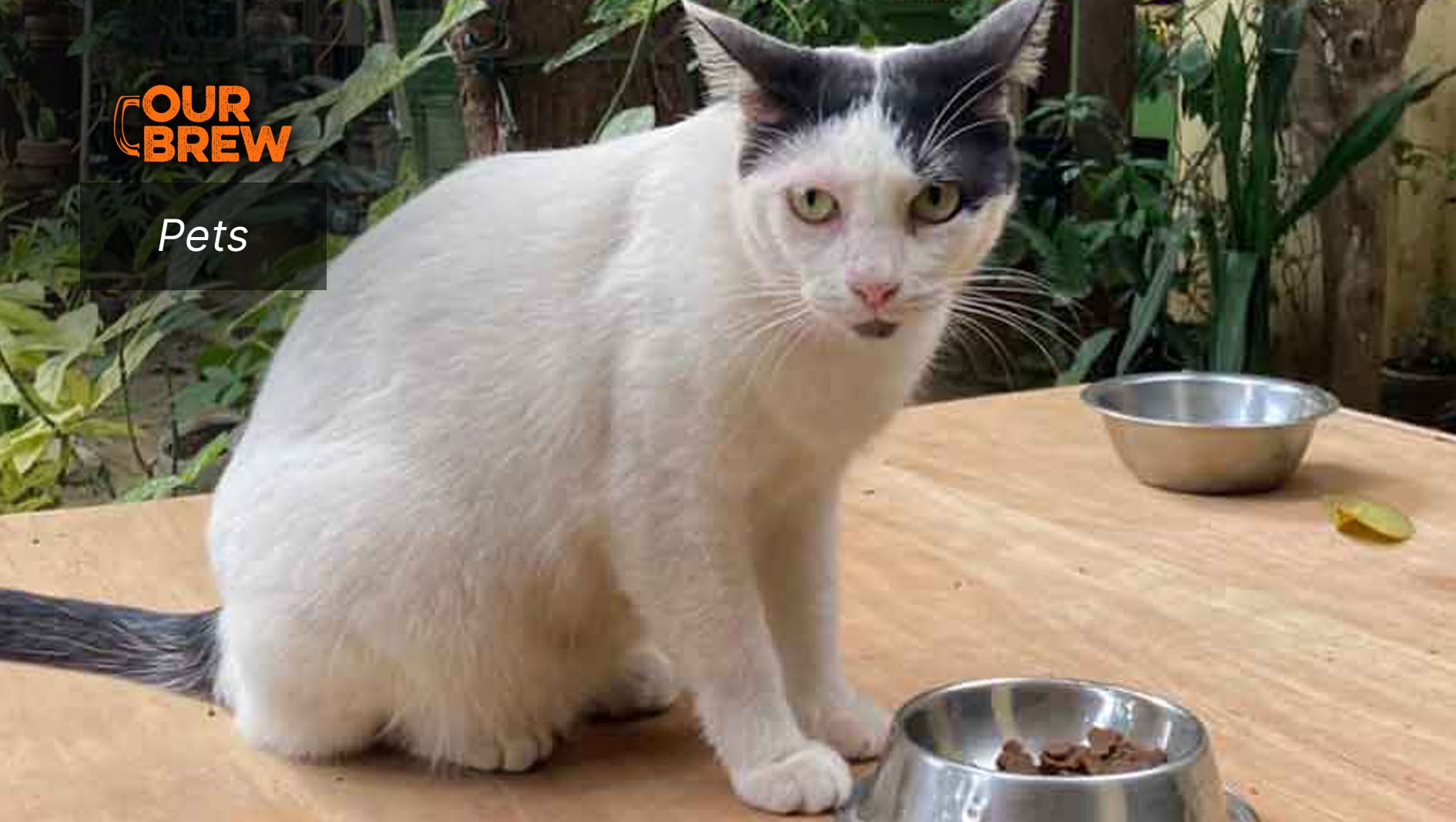 Human Food Your Cats Can Eat (and What to Avoid)