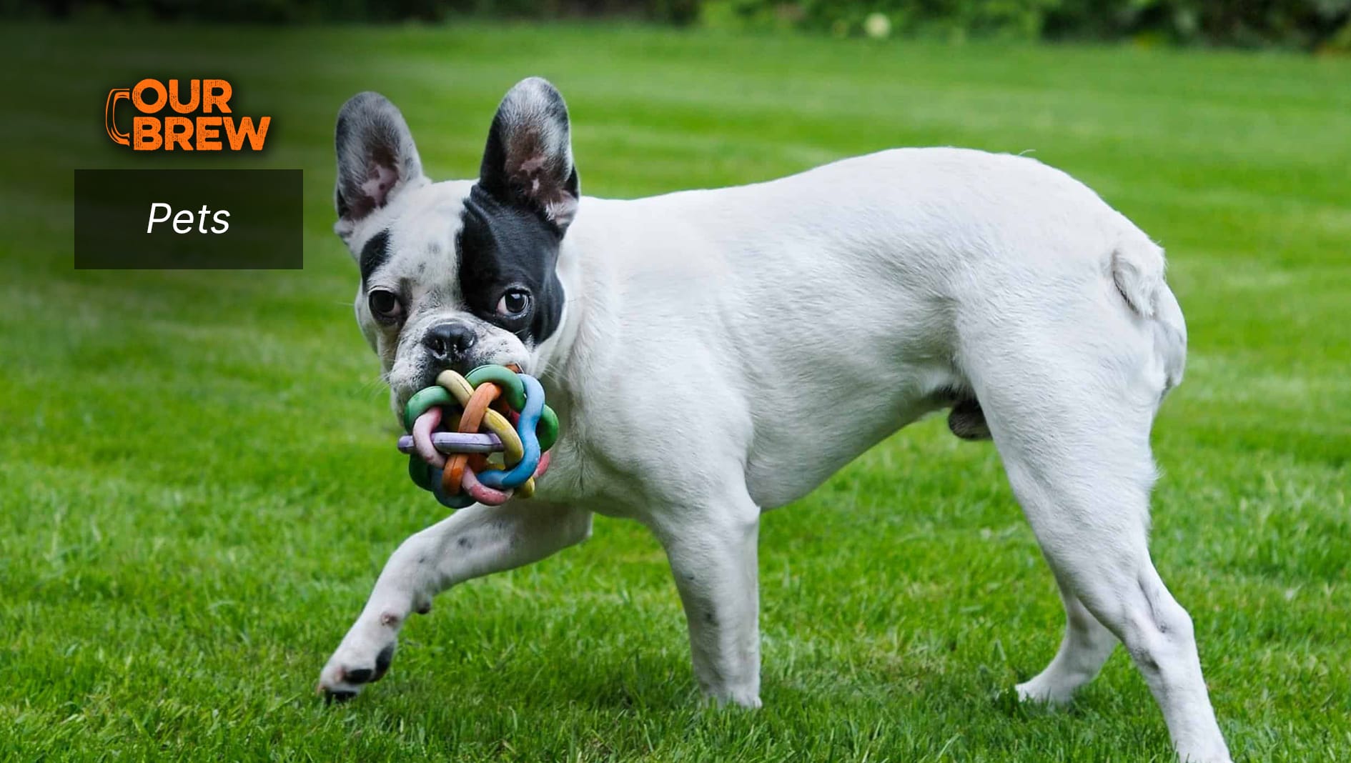 Cats and Dogs Both Like to Play Fetch − It’s Rooted in Their Hunting Instincts
