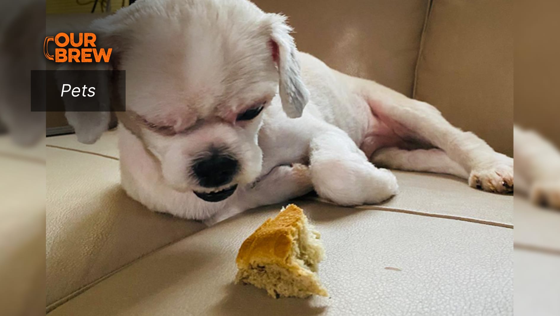 Can Dogs Eat Pan de Sal?