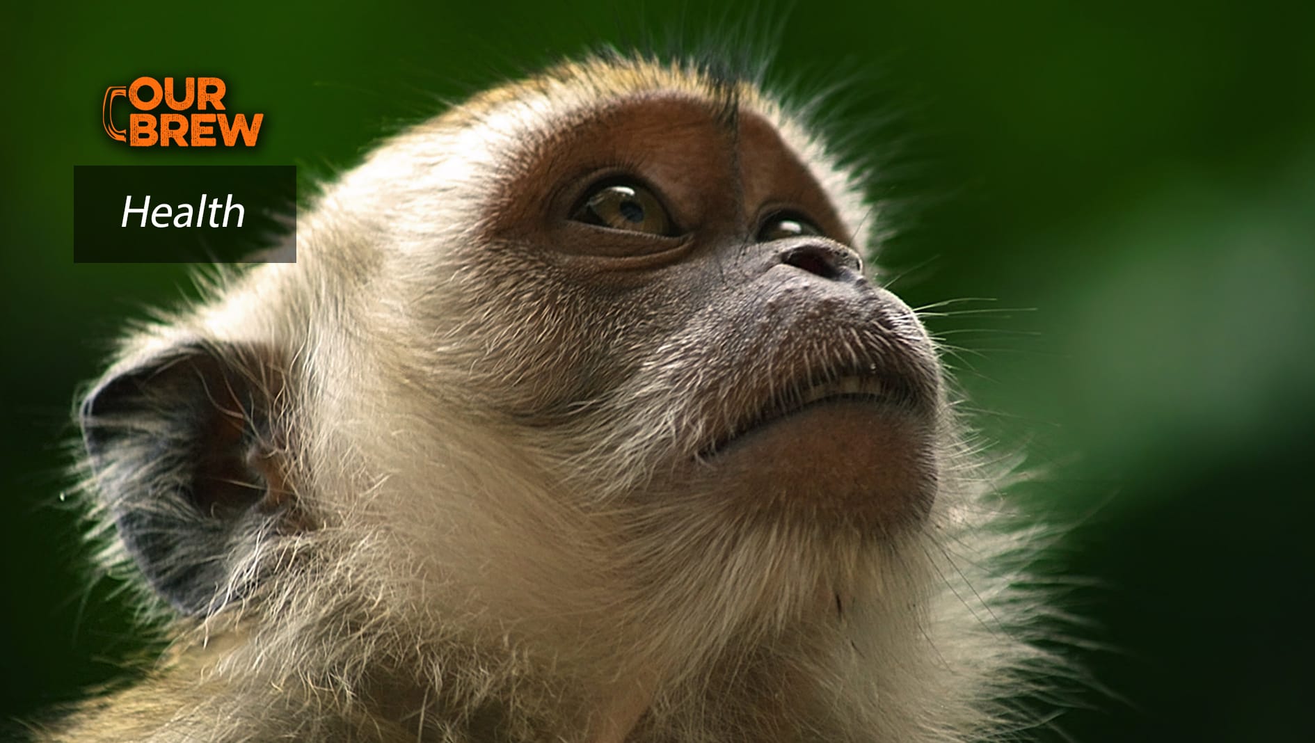 Metformin Slows Aging in Non-Human Primates