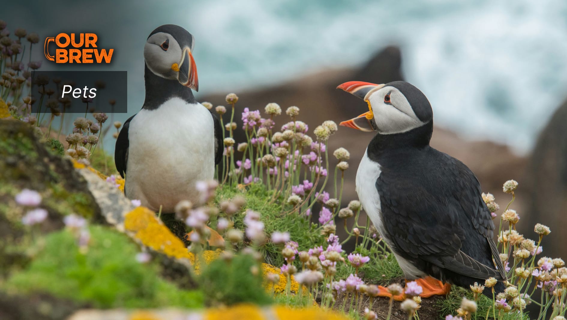 Book Review: How Much Can Animals Really Communicate?