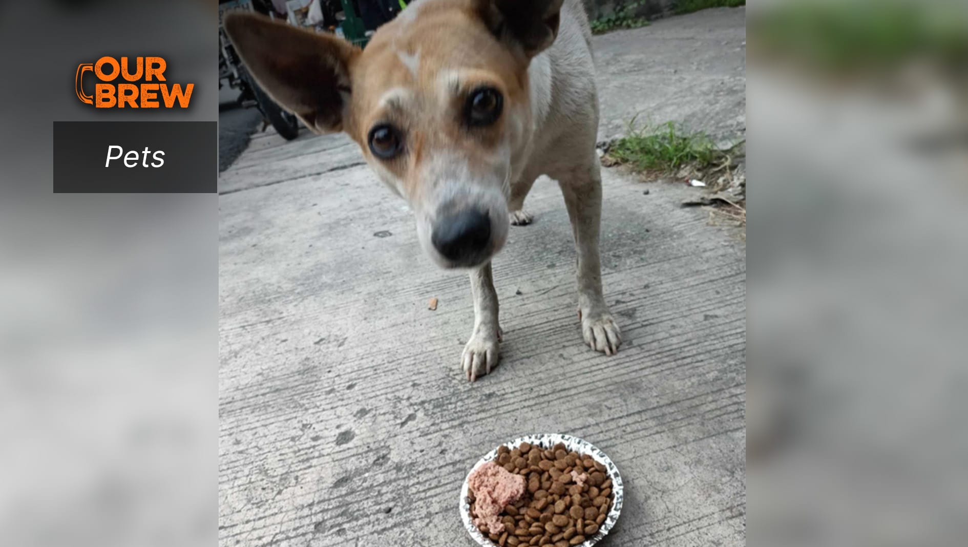 Continuing Animal Welfare Work: Save ALL Feeds the Hungry, Educates Humans on the Law Against Animal Cruelty