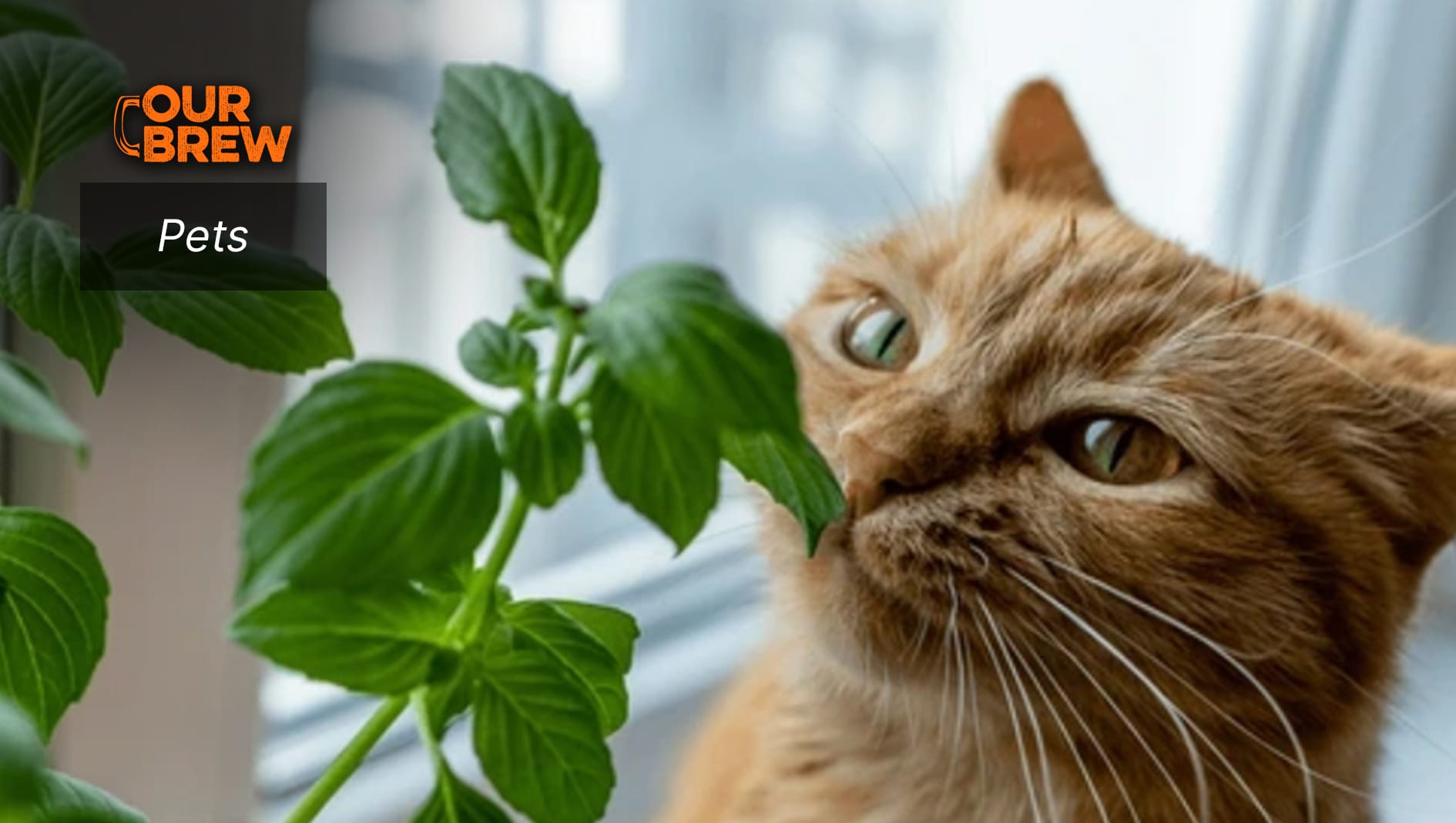 Can Cats Eat Basil Leaves?