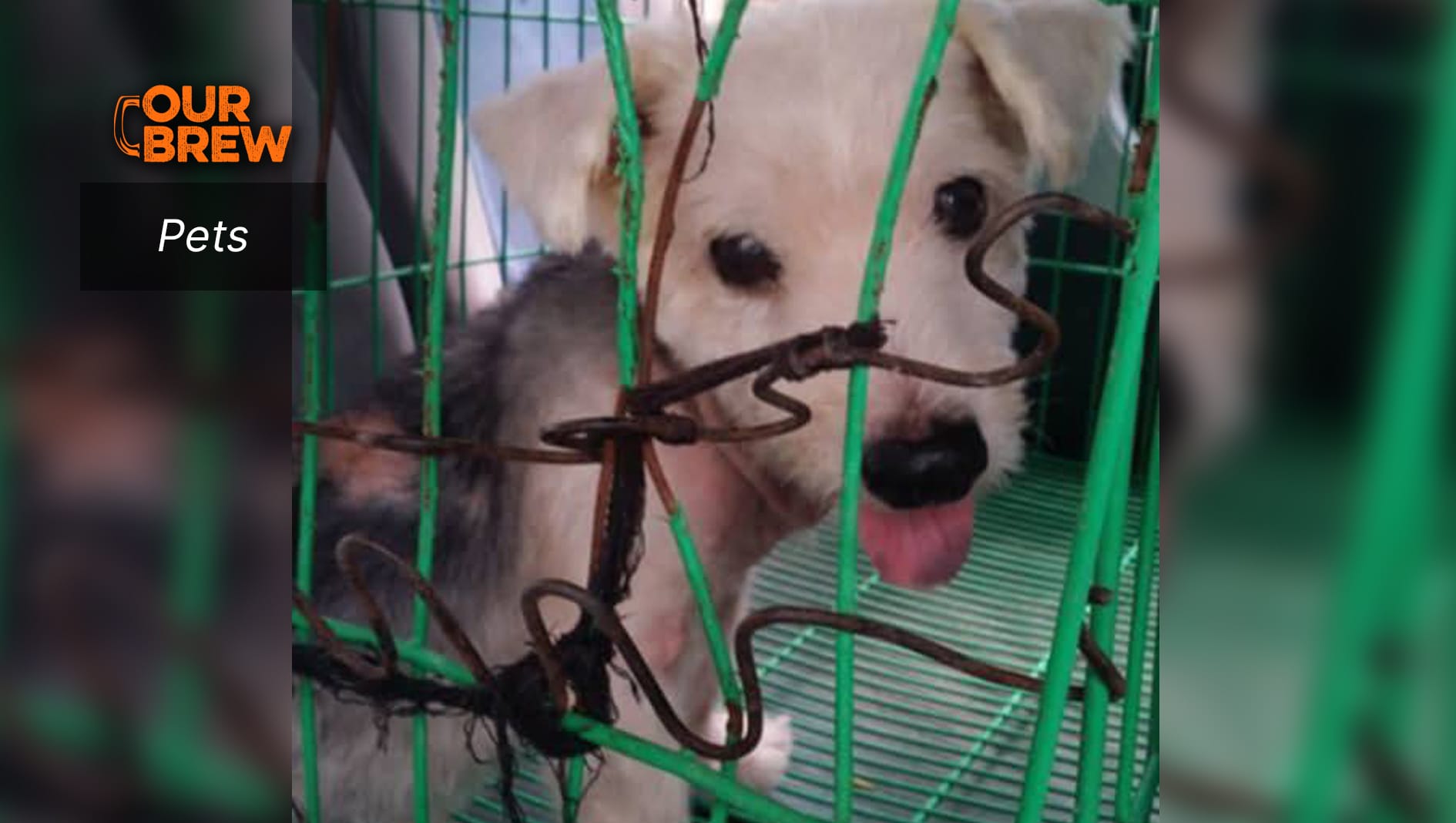 Bulacan Man Found Guilty for Neglecting to Bring Adopted Dog to Vet
