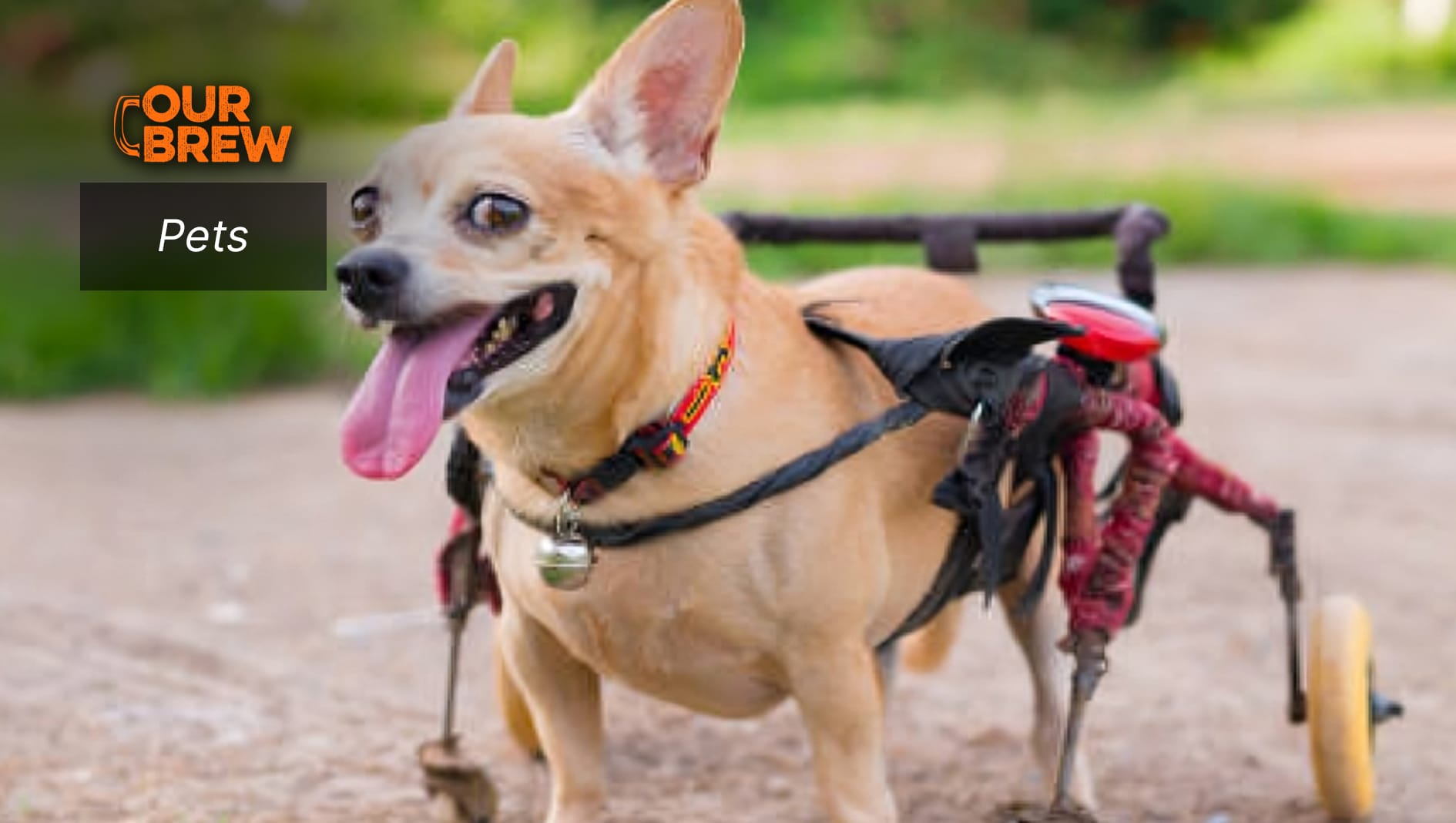 Understanding Pets With Special Needs