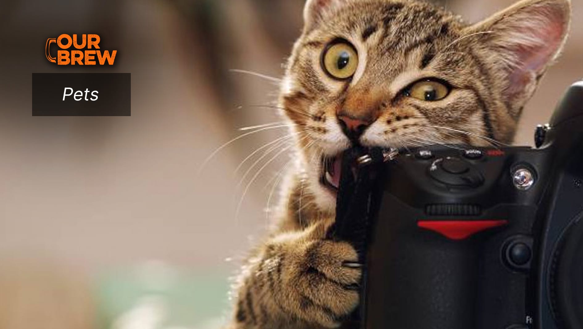 The Effects of Gadgets on Pets