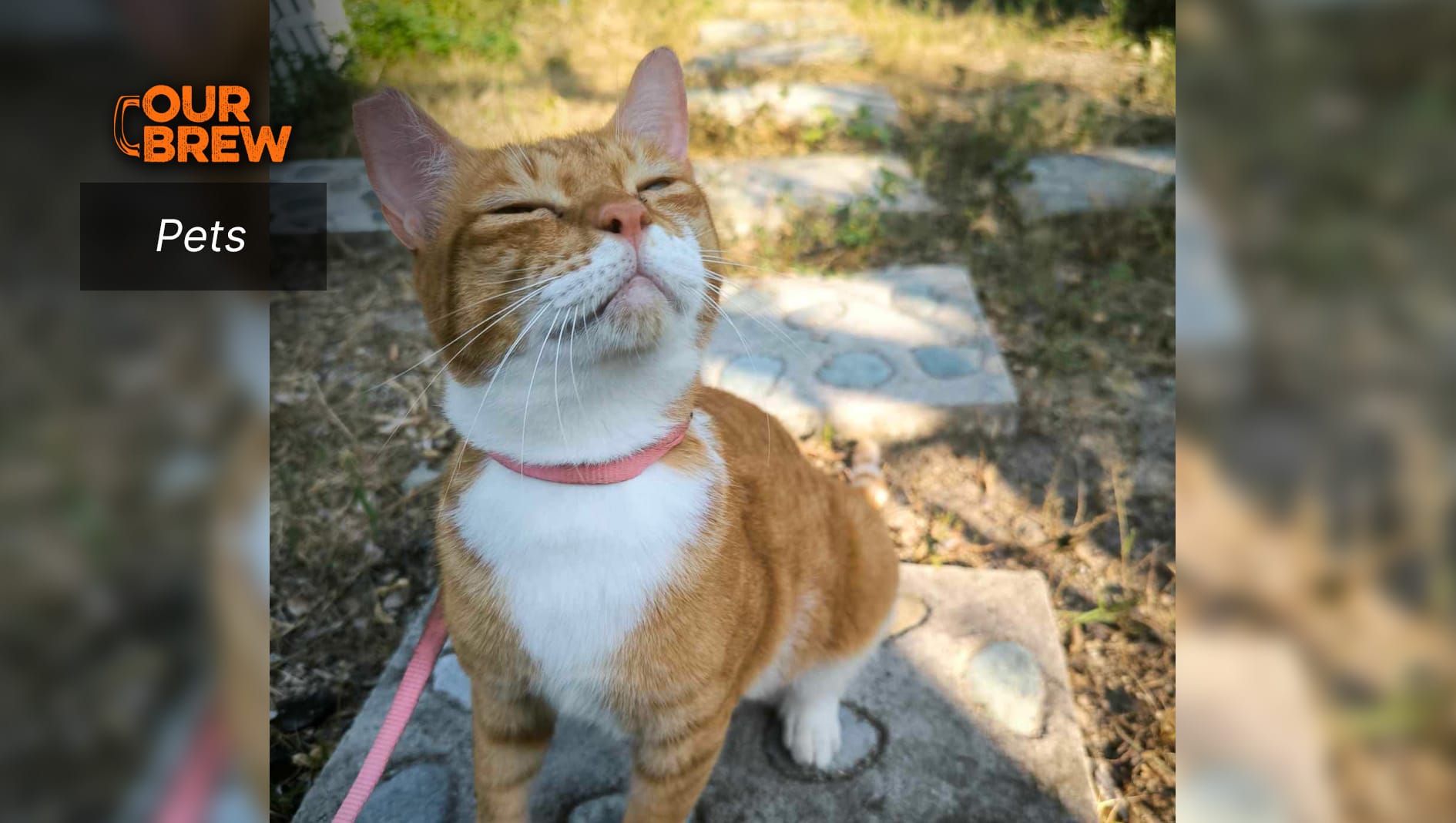 Healthy Human Food for Cats