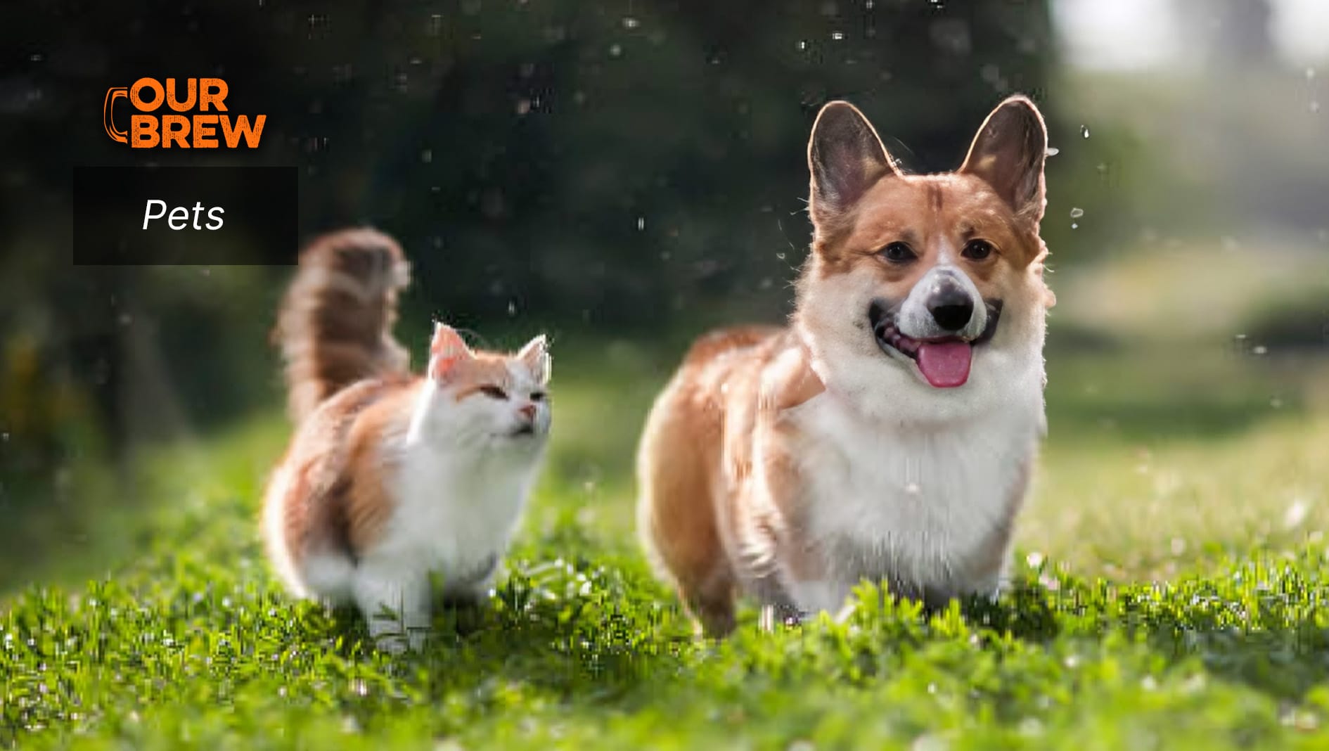 How Rain Affects Cats and Dogs