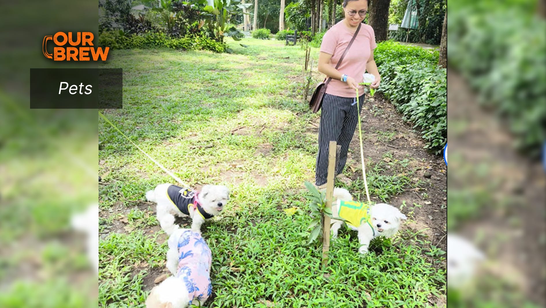 Sunshine: A Vital Nutrient for Indoor Pets